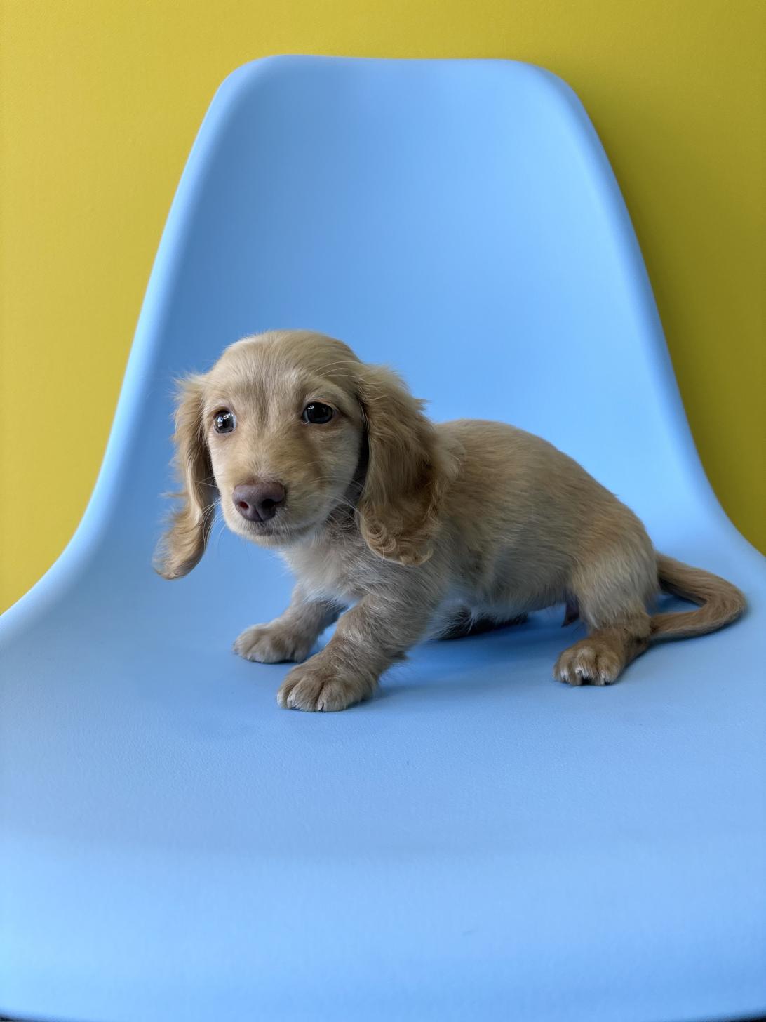 埼玉県のミニチュアダックスフンド(ロング) (ペッツスマイル加須インター店/2026年1月30日生まれ/女の子/イエロー)の子犬の2枚目の画像