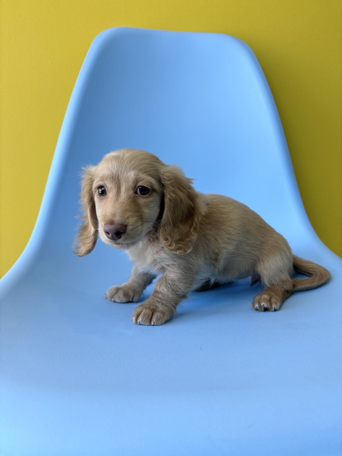 埼玉県のミニチュアダックスフンド(ロング) (ペッツスマイル加須インター店/2026年1月30日生まれ/女の子/イエロー)の子犬の3枚目の画像