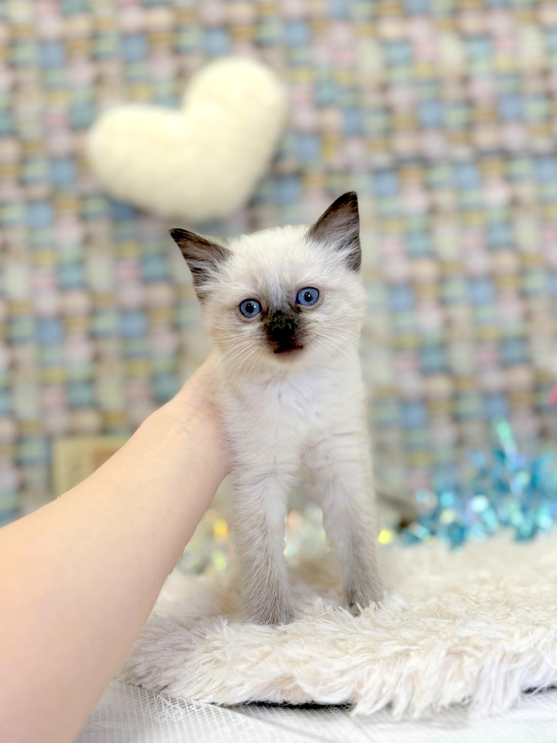 北海道のラグドール (ラブワンコ平岸店/2026年1月24日生まれ/女の子/シールトーティポイントミテッド)の子猫