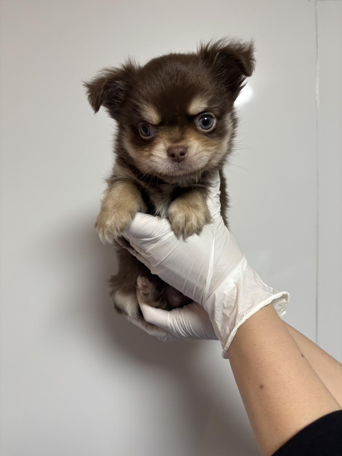 埼玉県のチワワ(ロング) (ペッツスマイル南中野店/2026年2月5日生まれ/男の子/チョコレートタンホワイト)の子犬の1枚目の画像
