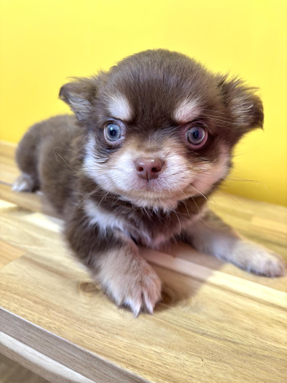 埼玉県のチワワ(ロング) (ペッツスマイル南中野店/2026年2月5日生まれ/男の子/チョコレートタンホワイト)の子犬の1枚目の画像