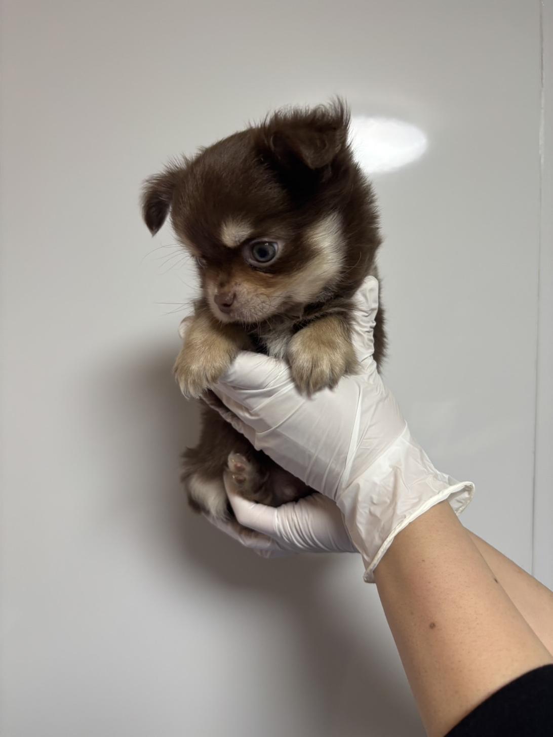 埼玉県のチワワ(ロング) (ペッツスマイル南中野店/2026年2月5日生まれ/男の子/チョコレートタンホワイト)の子犬の2枚目の画像