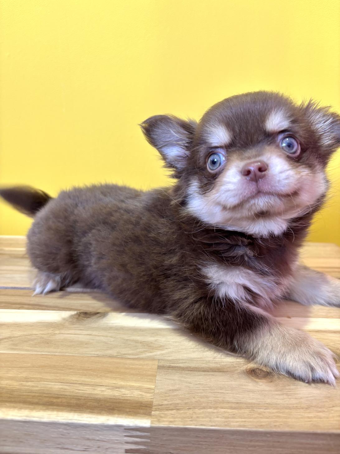 埼玉県のチワワ(ロング) (ペッツスマイル南中野店/2026年2月5日生まれ/男の子/チョコレートタンホワイト)の子犬の2枚目の画像