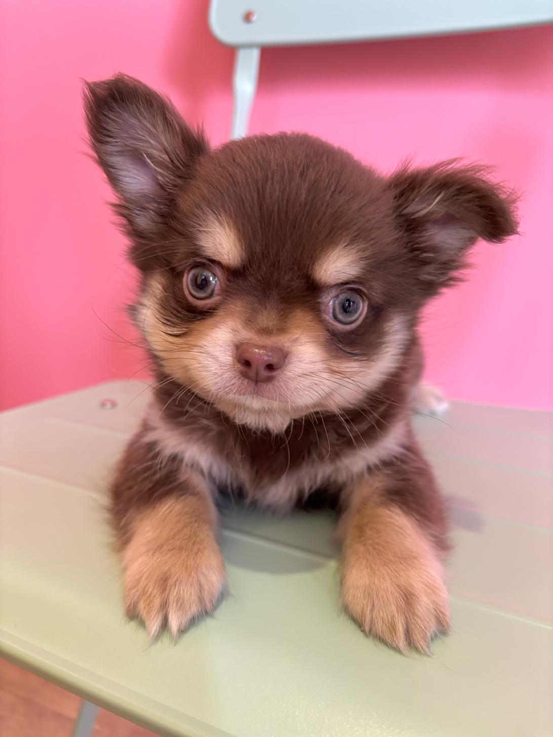 埼玉県のチワワ(ロング) (ペッツスマイル南中野店/2026年2月5日生まれ/男の子/チョコレートタンホワイト)の子犬の3枚目の画像