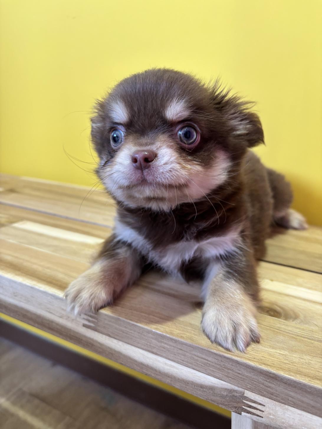 埼玉県のチワワ(ロング) (ペッツスマイル南中野店/2026年2月5日生まれ/男の子/チョコレートタンホワイト)の子犬の4枚目の画像