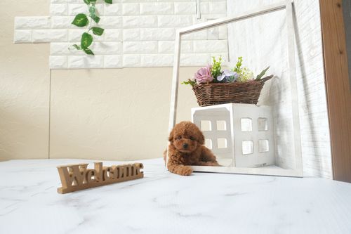 滋賀県のトイプードル(タイニー) (いっぷく湖南店/2025年12月13日生まれ/女の子/レッドフォーン)の子犬の1枚目の画像