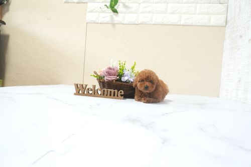 滋賀県のトイプードル(タイニー) (いっぷく湖南店/2025年12月13日生まれ/女の子/レッドフォーン)の子犬の2枚目の画像