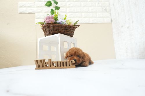 滋賀県のトイプードル(タイニー) (いっぷく湖南店/2025年12月13日生まれ/女の子/レッドフォーン)の子犬の3枚目の画像