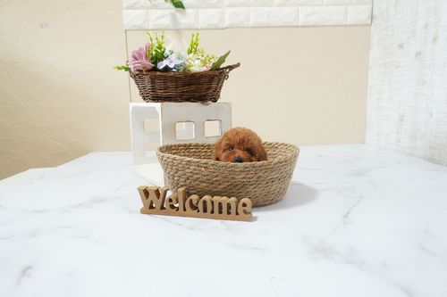 滋賀県のトイプードル(タイニー) (いっぷく湖南店/2025年12月13日生まれ/女の子/レッドフォーン)の子犬の4枚目の画像