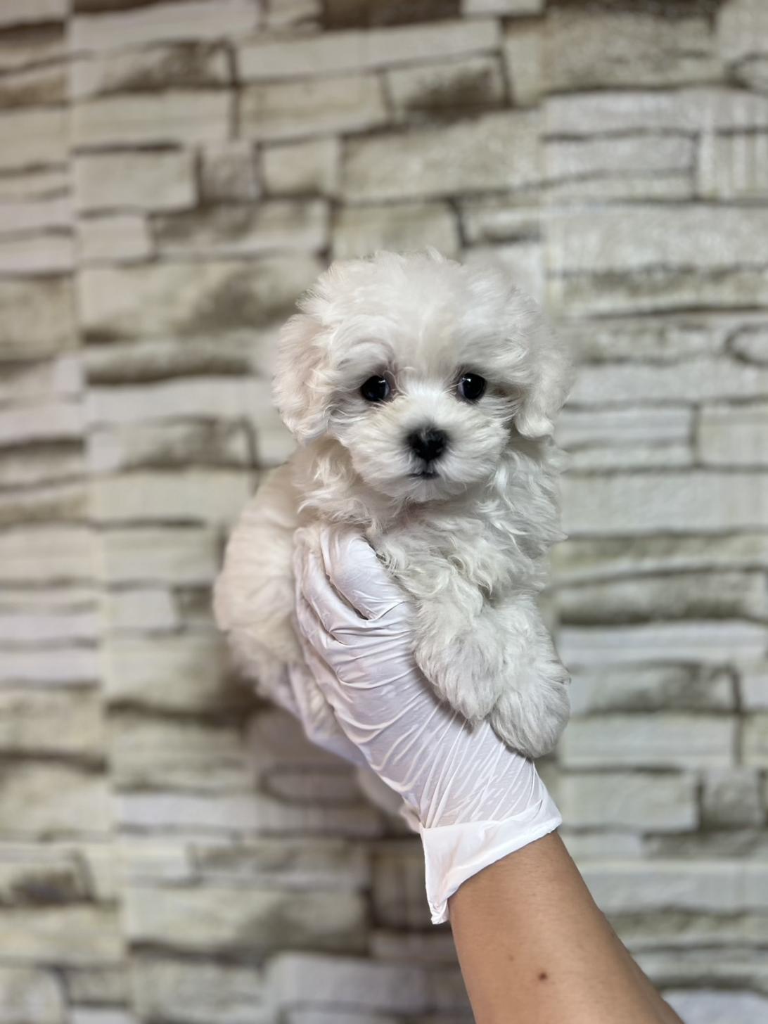 埼玉県のマルチーズ (ペッツスマイル南中野店/2025年4月28日生まれ/男の子/ホワイト)の子犬