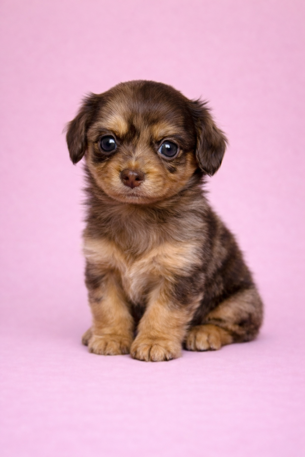 埼玉県のチワックス(チワワ×ダックス) (PET SHOP Tiny tales/2026年2月1日生まれ/女の子/チョコレートマール)の子犬の1枚目の画像