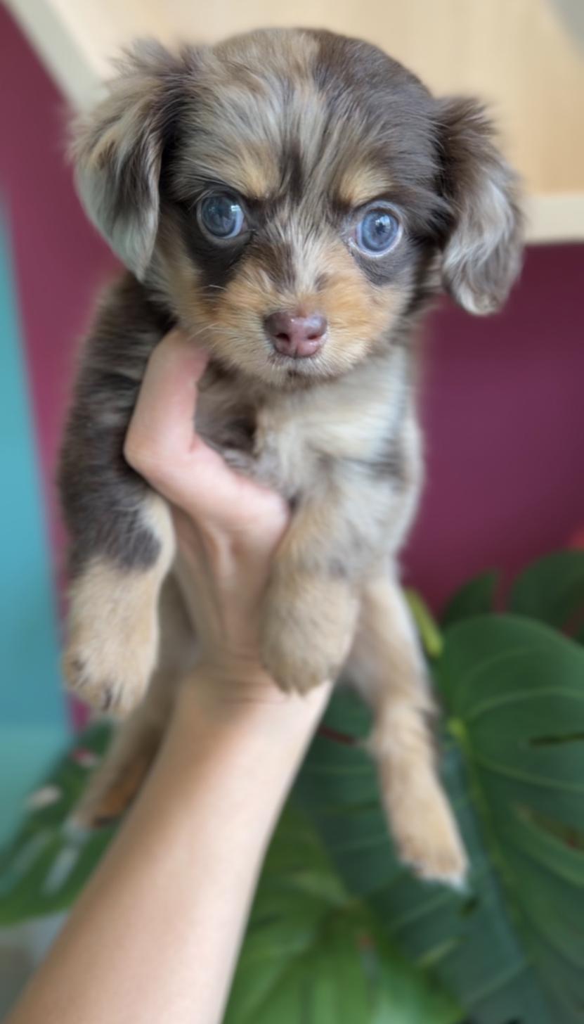 埼玉県のチワックス(チワワ×ダックス) (PET SHOP Tiny tales/2026年2月1日生まれ/女の子/チョコレートマール)の子犬の1枚目の画像