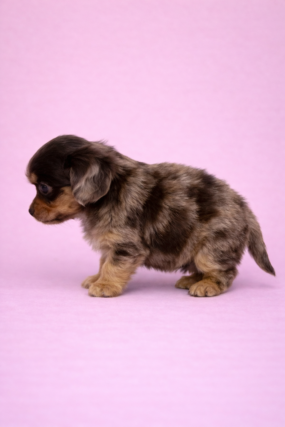 埼玉県のチワックス(チワワ×ダックス) (PET SHOP Tiny tales/2026年2月1日生まれ/女の子/チョコレートマール)の子犬の2枚目の画像