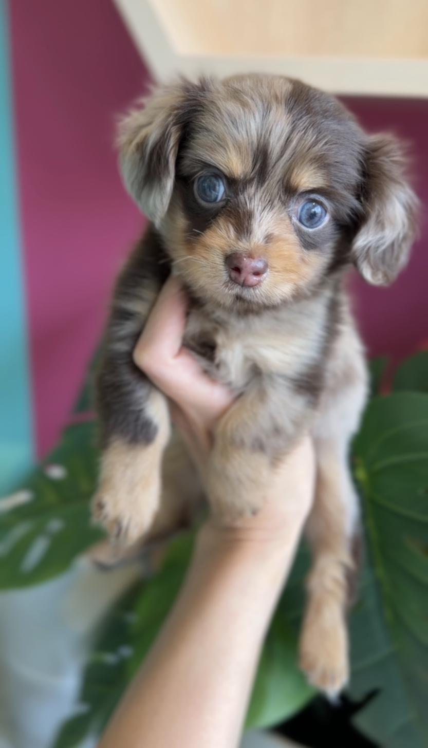 埼玉県のチワックス(チワワ×ダックス) (PET SHOP Tiny tales/2026年2月1日生まれ/女の子/チョコレートマール)の子犬の2枚目の画像