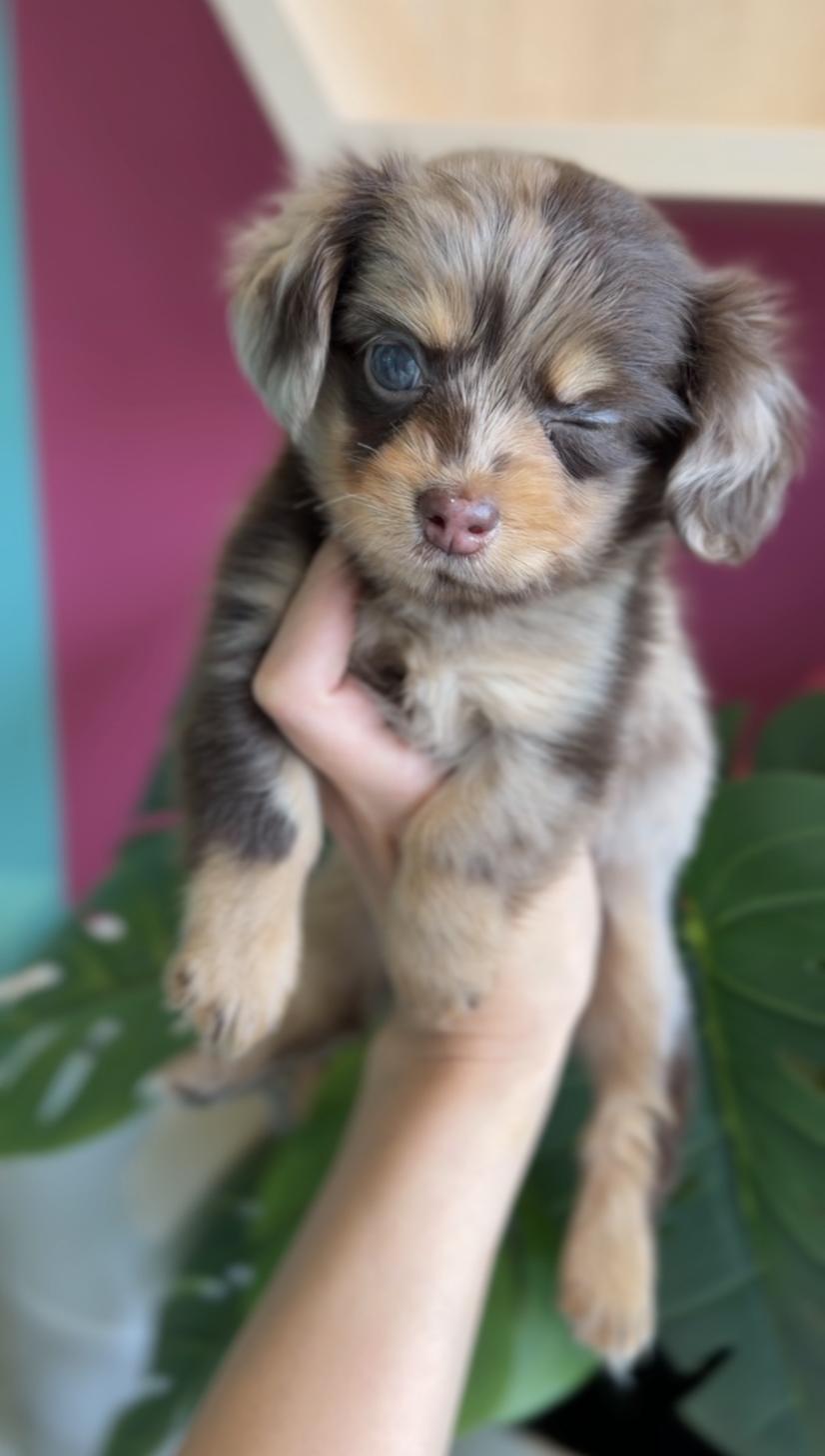 埼玉県のチワックス(チワワ×ダックス) (PET SHOP Tiny tales/2026年2月1日生まれ/女の子/チョコレートマール)の子犬の3枚目の画像