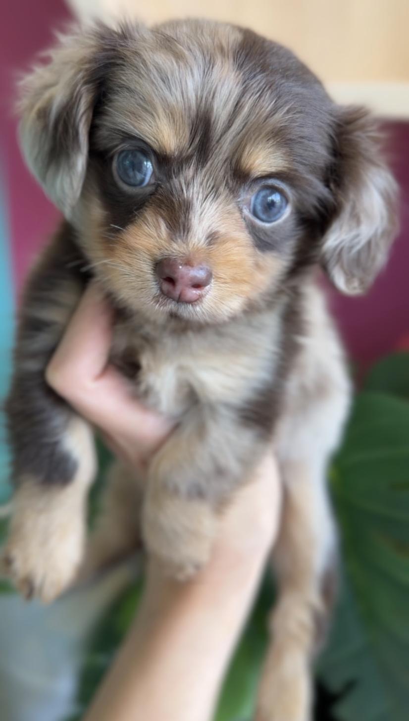 埼玉県のチワックス(チワワ×ダックス) (PET SHOP Tiny tales/2026年2月1日生まれ/女の子/チョコレートマール)の子犬の4枚目の画像