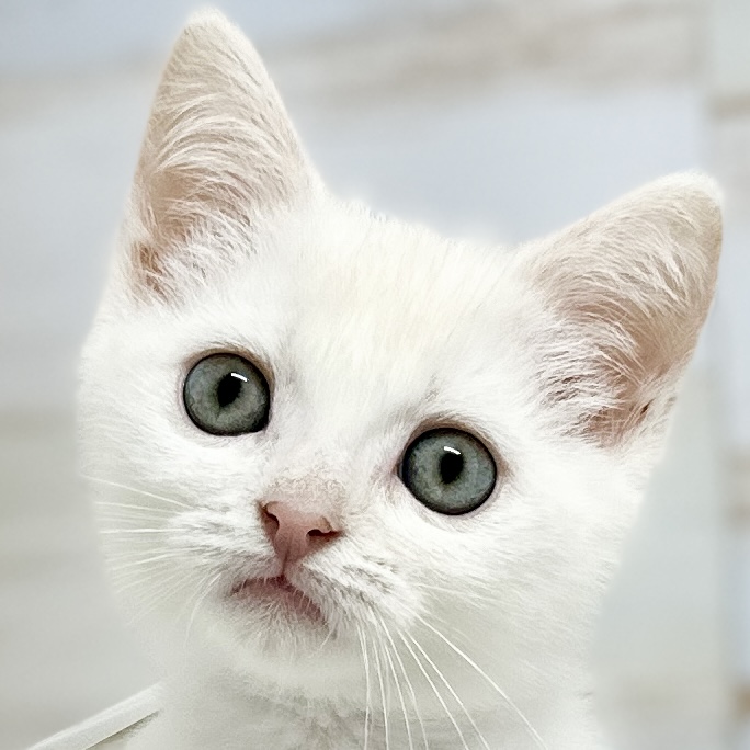 神奈川県のミヌエット (にゃんこハウスPAW/2024年4月16日生まれ/男の子/クリーム)の子猫