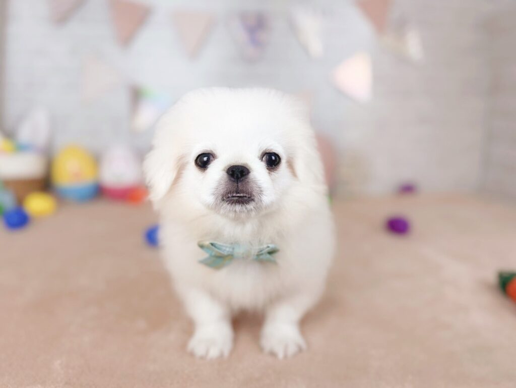 北海道のペキニーズ (ペットショップだんぼ/2026年6月28日生まれ/男の子/ホワイト)の子犬の1枚目の画像