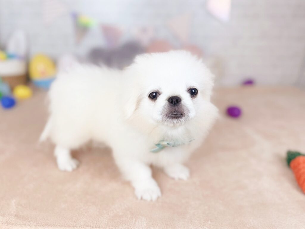 北海道のペキニーズ (ペットショップだんぼ/2026年6月28日生まれ/男の子/ホワイト)の子犬の2枚目の画像