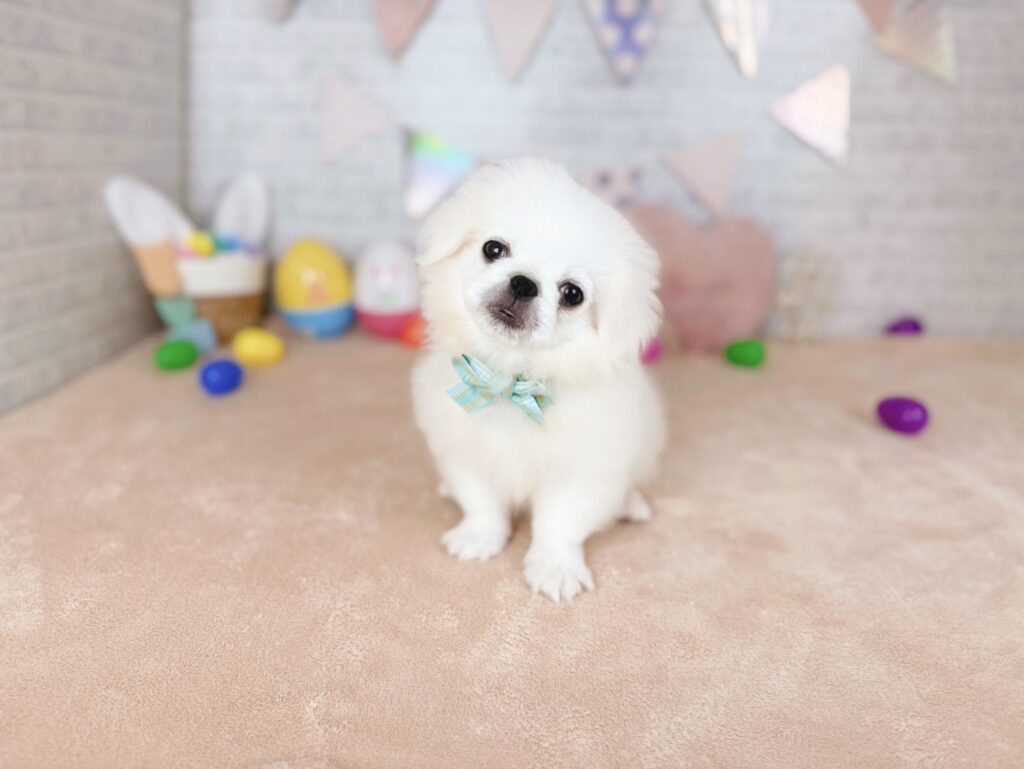 北海道のペキニーズ (ペットショップだんぼ/2026年6月28日生まれ/男の子/ホワイト)の子犬の3枚目の画像