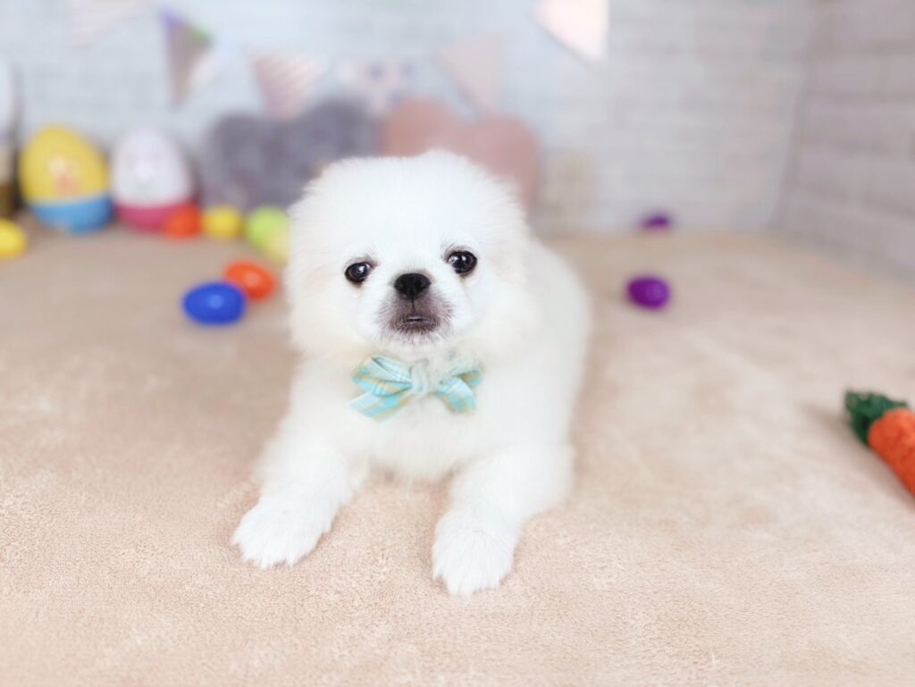 北海道のペキニーズ (ペットショップだんぼ/2026年6月28日生まれ/男の子/ホワイト)の子犬の4枚目の画像
