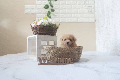 滋賀県のトイプードル(トイ) (いっぷく湖南店/2025年7月14日生まれ/男の子/オレンジフォーン)の子犬の3枚目の画像