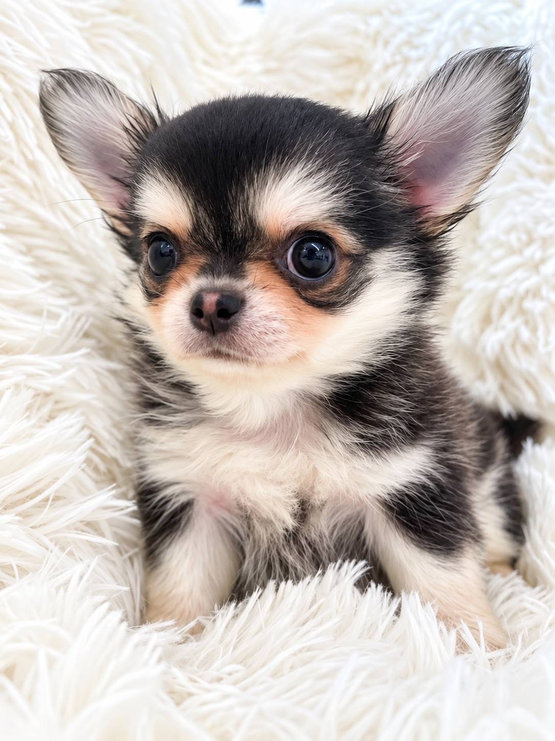 北海道のチワワ(ロング) (PETSHOP&SALON PU-PU-PU-/2026年7月8日生まれ/男の子/レッドセーブル)の子犬