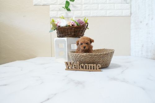 滋賀県のトイプードル(タイニー) (いっぷく湖南店/2026年2月24日生まれ/男の子/レッドフォーン)の子犬の1枚目の画像