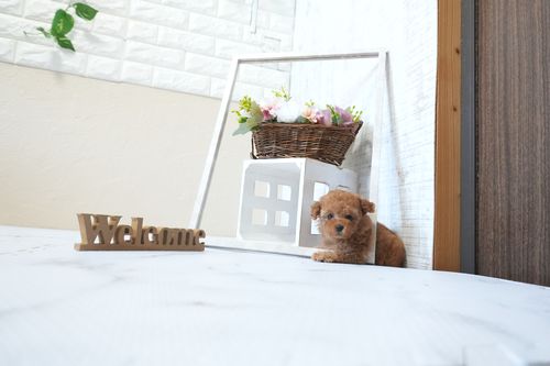 滋賀県のトイプードル(タイニー) (いっぷく湖南店/2026年2月24日生まれ/男の子/レッドフォーン)の子犬の2枚目の画像