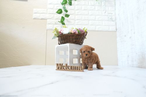 滋賀県のトイプードル(タイニー) (いっぷく湖南店/2026年2月24日生まれ/男の子/レッドフォーン)の子犬の3枚目の画像