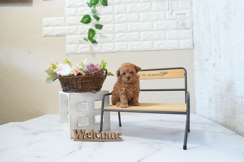 滋賀県のトイプードル(タイニー) (いっぷく湖南店/2026年2月24日生まれ/男の子/レッドフォーン)の子犬の4枚目の画像