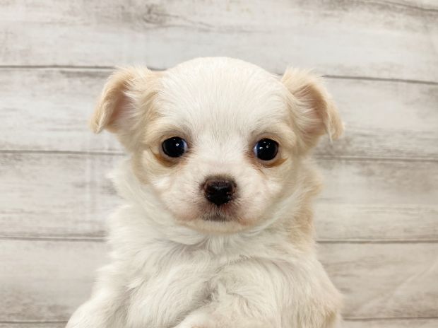 新潟県のチワワ(ロング) (竹内ペット 新津本店/2025年11月24日生まれ/女の子/パーティー)の子犬の1枚目の画像