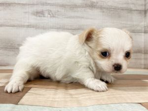 新潟県のチワワ(ロング) (竹内ペット 新津本店/2025年11月24日生まれ/女の子/パーティー)の子犬の2枚目の画像