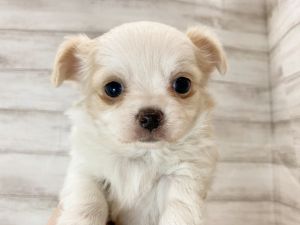 新潟県のチワワ(ロング) (竹内ペット 新津本店/2025年11月24日生まれ/女の子/パーティー)の子犬の3枚目の画像