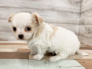 新潟県のチワワ(ロング) (竹内ペット 新津本店/2025年11月24日生まれ/女の子/パーティー)の子犬の4枚目の画像