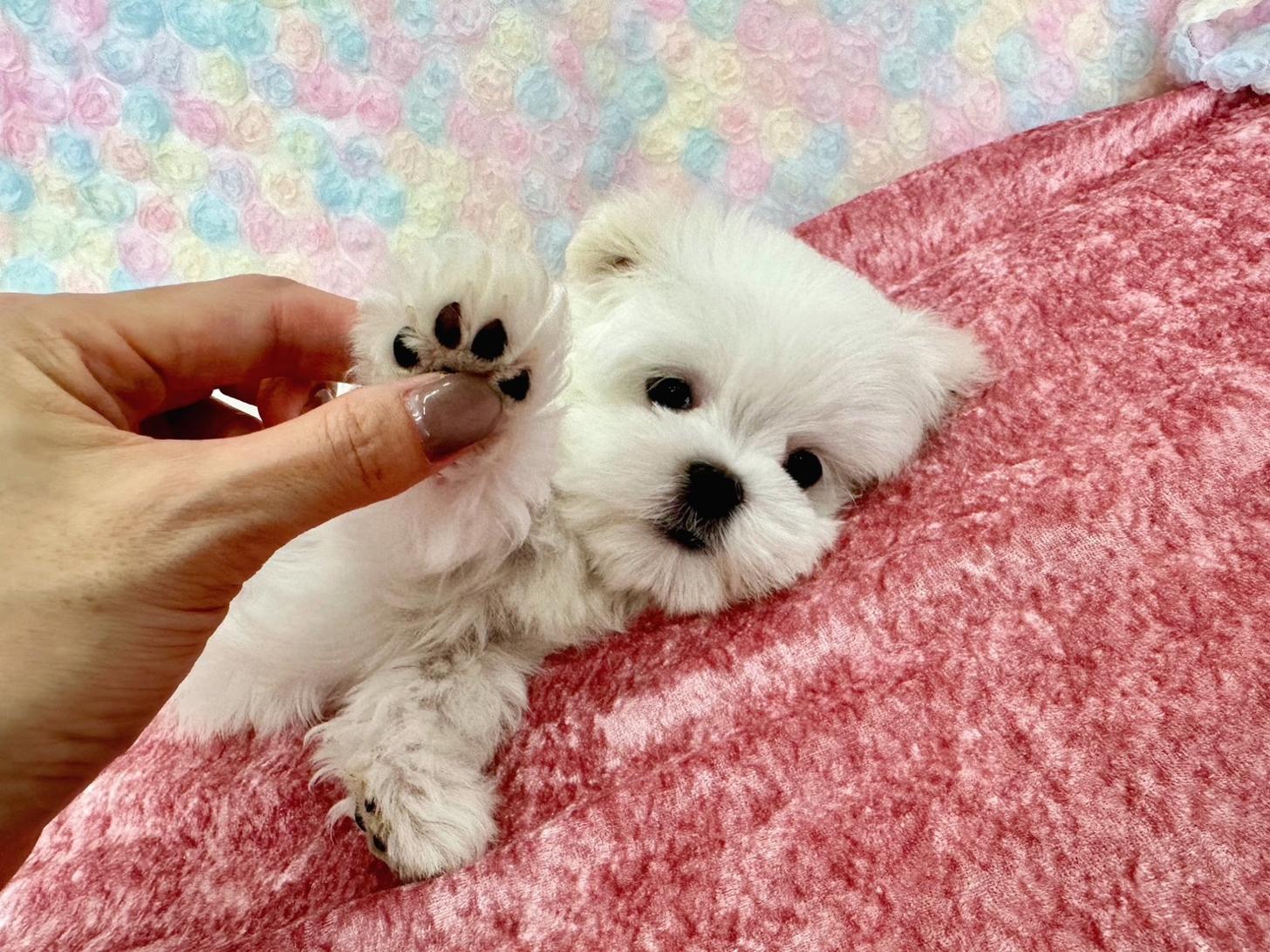 大阪府のマルチーズ (ぱぴぷぺっと大阪店/2026年2月18日生まれ/女の子/ホワイト)の子犬の1枚目の画像