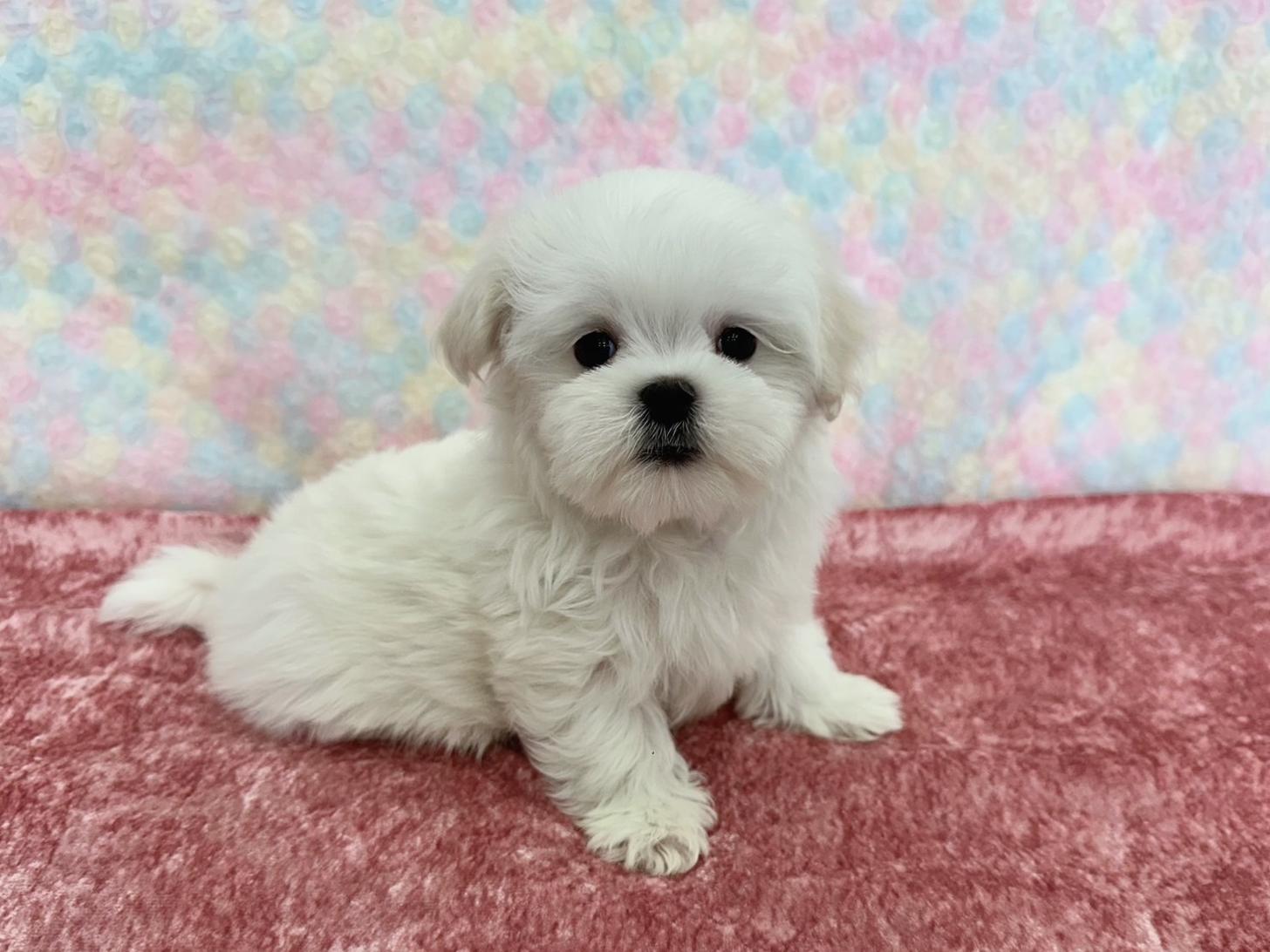 大阪府のマルチーズ (ぱぴぷぺっと大阪店/2026年2月18日生まれ/女の子/ホワイト)の子犬の2枚目の画像
