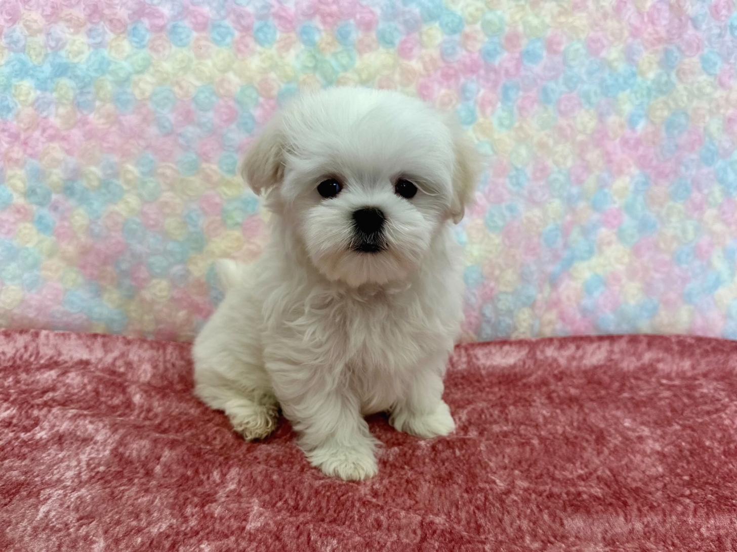 大阪府のマルチーズ (ぱぴぷぺっと大阪店/2026年2月18日生まれ/女の子/ホワイト)の子犬の3枚目の画像