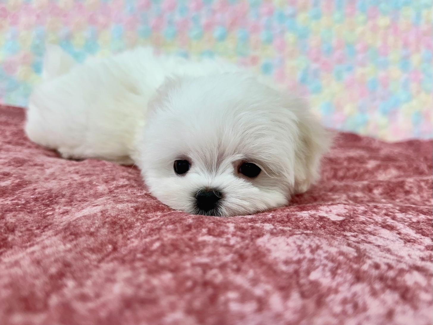 大阪府のマルチーズ (ぱぴぷぺっと大阪店/2026年2月18日生まれ/女の子/ホワイト)の子犬の4枚目の画像