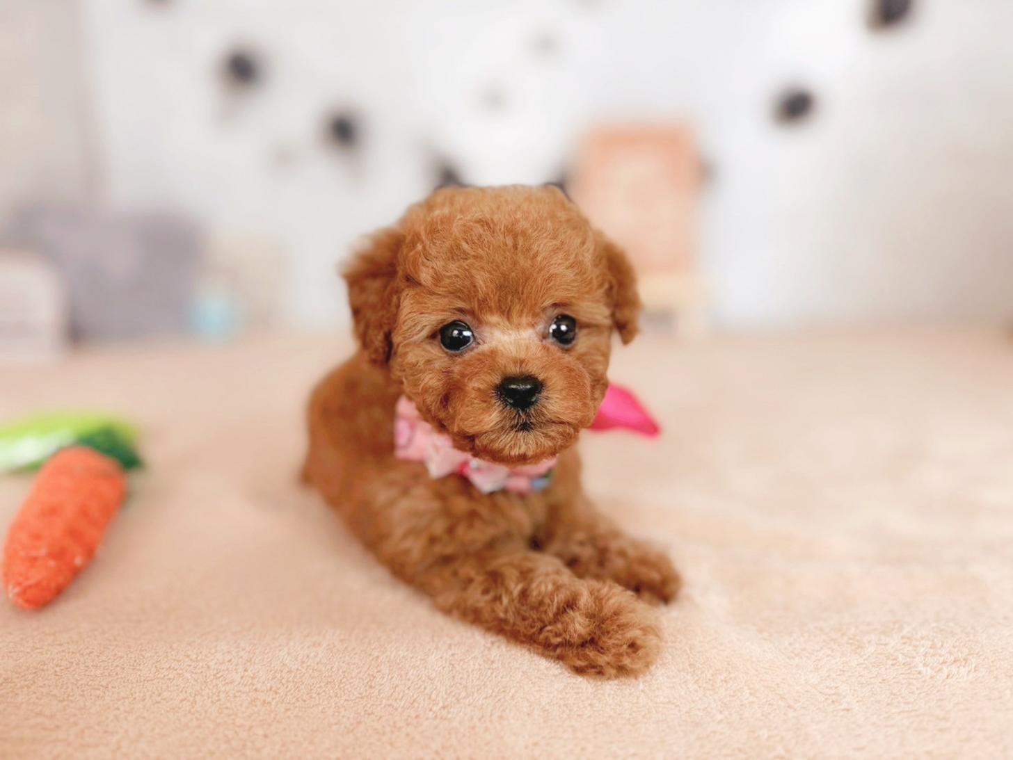 北海道のタイニープードル (ペットショップだんぼ/2025年7月31日生まれ/女の子/レッド)の子犬の1枚目の画像