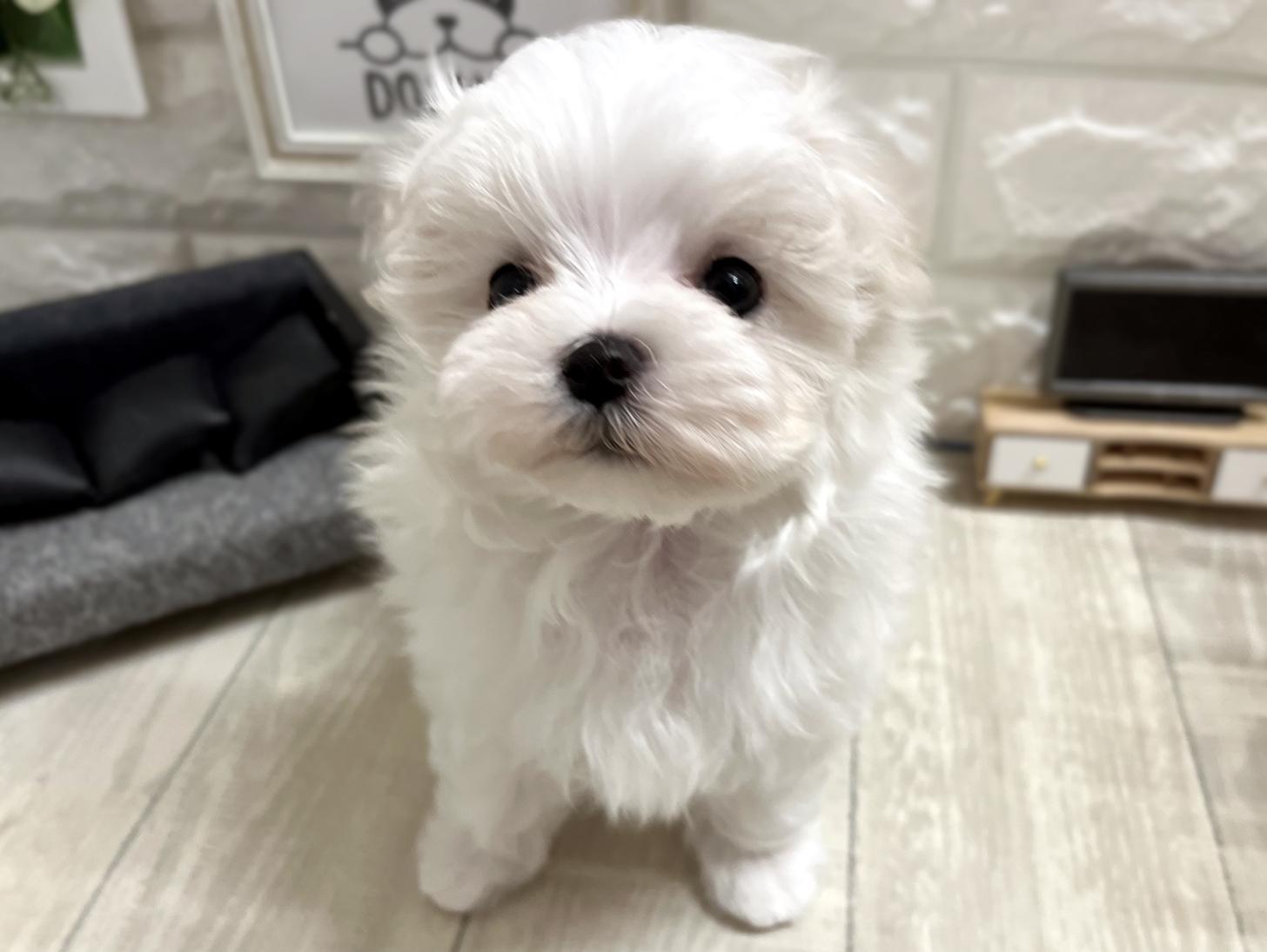 大阪府のマルチーズ (DOGMAN平野瓜破店/2026年3月9日生まれ/女の子/ホワイト)の子犬の2枚目の画像