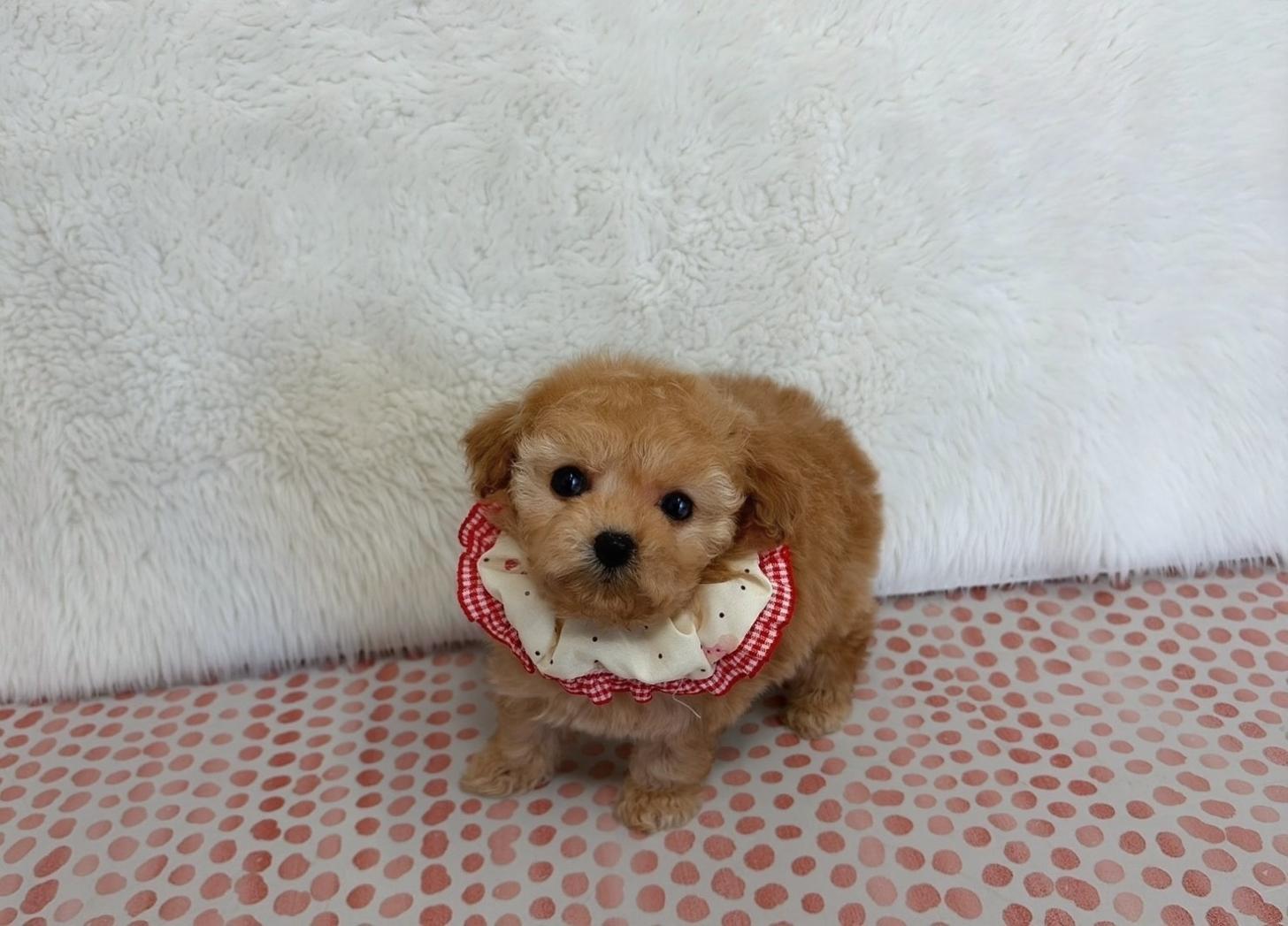 福岡県のトイプードル(ティーカップ) (ぱぴぷぺっと福岡店/2025年10月13日生まれ/女の子/アプリコット)の子犬の1枚目の画像