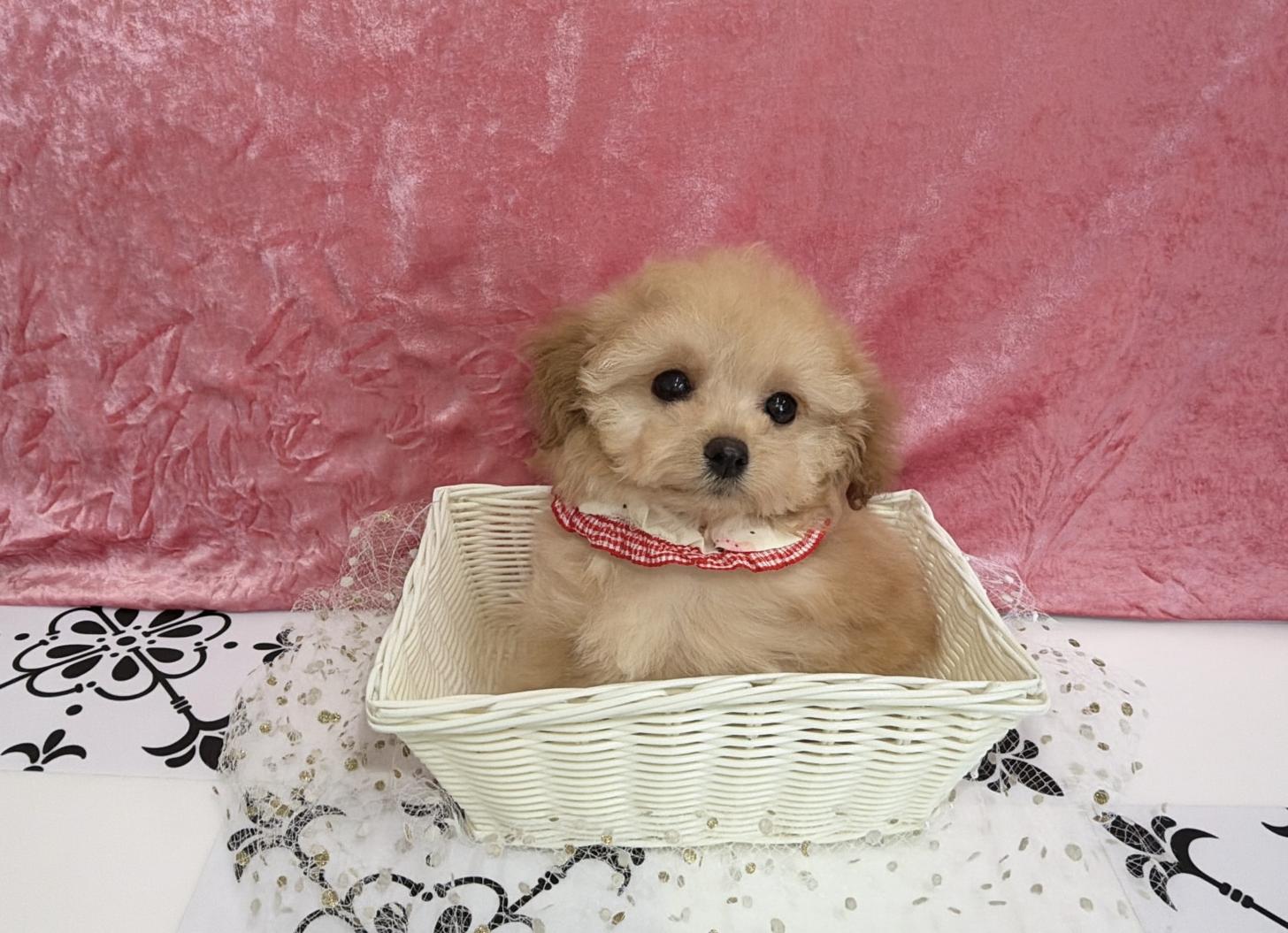 福岡県のトイプードル(ティーカップ) (ぱぴぷぺっと福岡店/2025年10月13日生まれ/女の子/アプリコット)の子犬の1枚目の画像