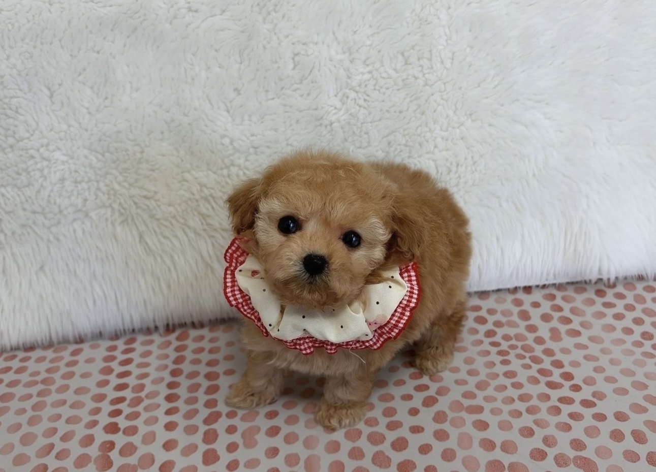 福岡県のトイプードル(ティーカップ) (ぱぴぷぺっと福岡店/2025年10月13日生まれ/女の子/アプリコット)の子犬の1枚目の画像