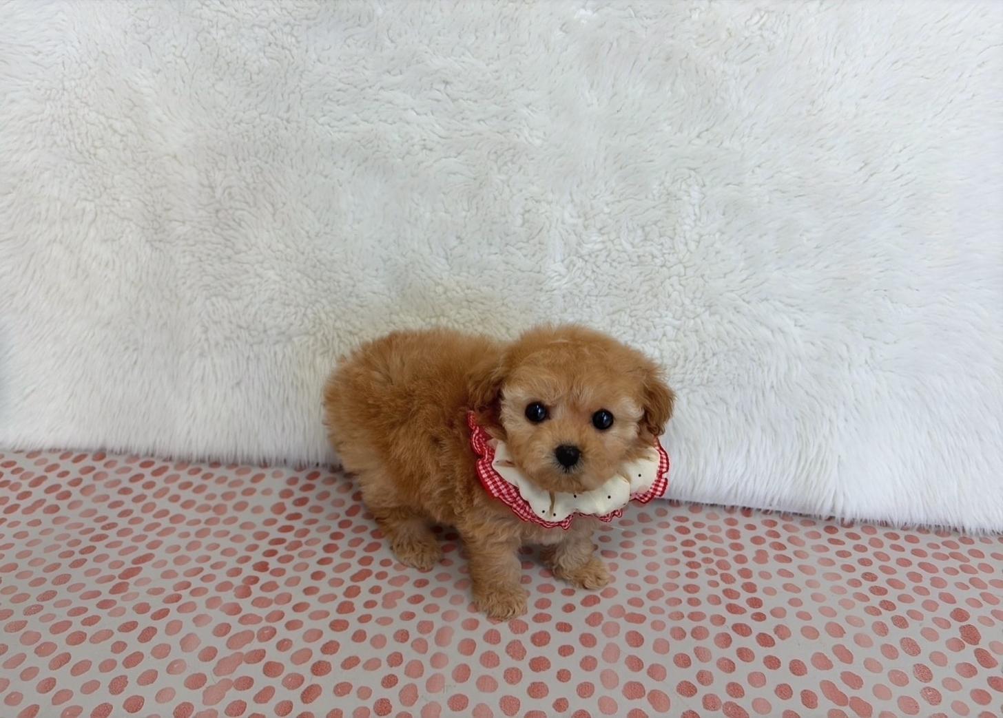 福岡県のトイプードル(ティーカップ) (ぱぴぷぺっと福岡店/2025年10月13日生まれ/女の子/アプリコット)の子犬の2枚目の画像