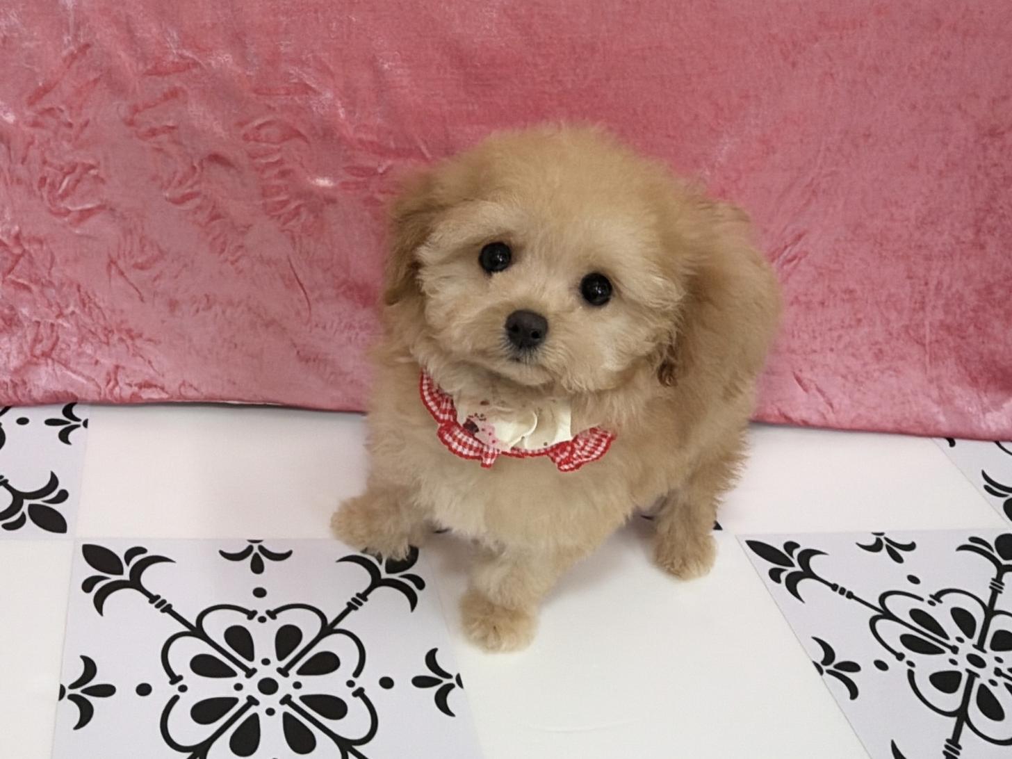 福岡県のトイプードル(ティーカップ) (ぱぴぷぺっと福岡店/2025年10月13日生まれ/女の子/アプリコット)の子犬の2枚目の画像