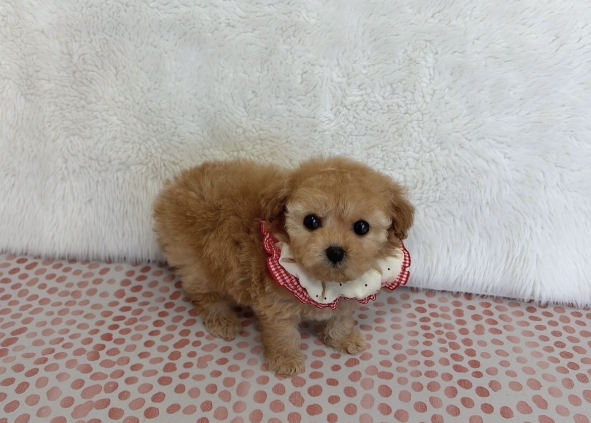福岡県のトイプードル(ティーカップ) (ぱぴぷぺっと福岡店/2025年10月13日生まれ/女の子/アプリコット)の子犬の2枚目の画像