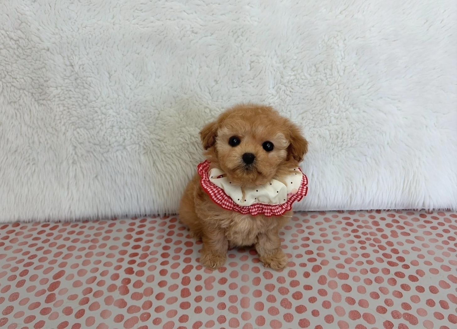 福岡県のトイプードル(ティーカップ) (ぱぴぷぺっと福岡店/2025年10月13日生まれ/女の子/アプリコット)の子犬の3枚目の画像
