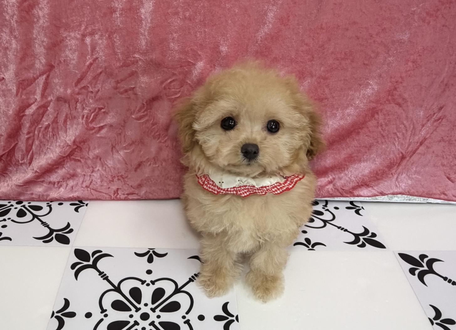 福岡県のトイプードル(ティーカップ) (ぱぴぷぺっと福岡店/2025年10月13日生まれ/女の子/アプリコット)の子犬の3枚目の画像