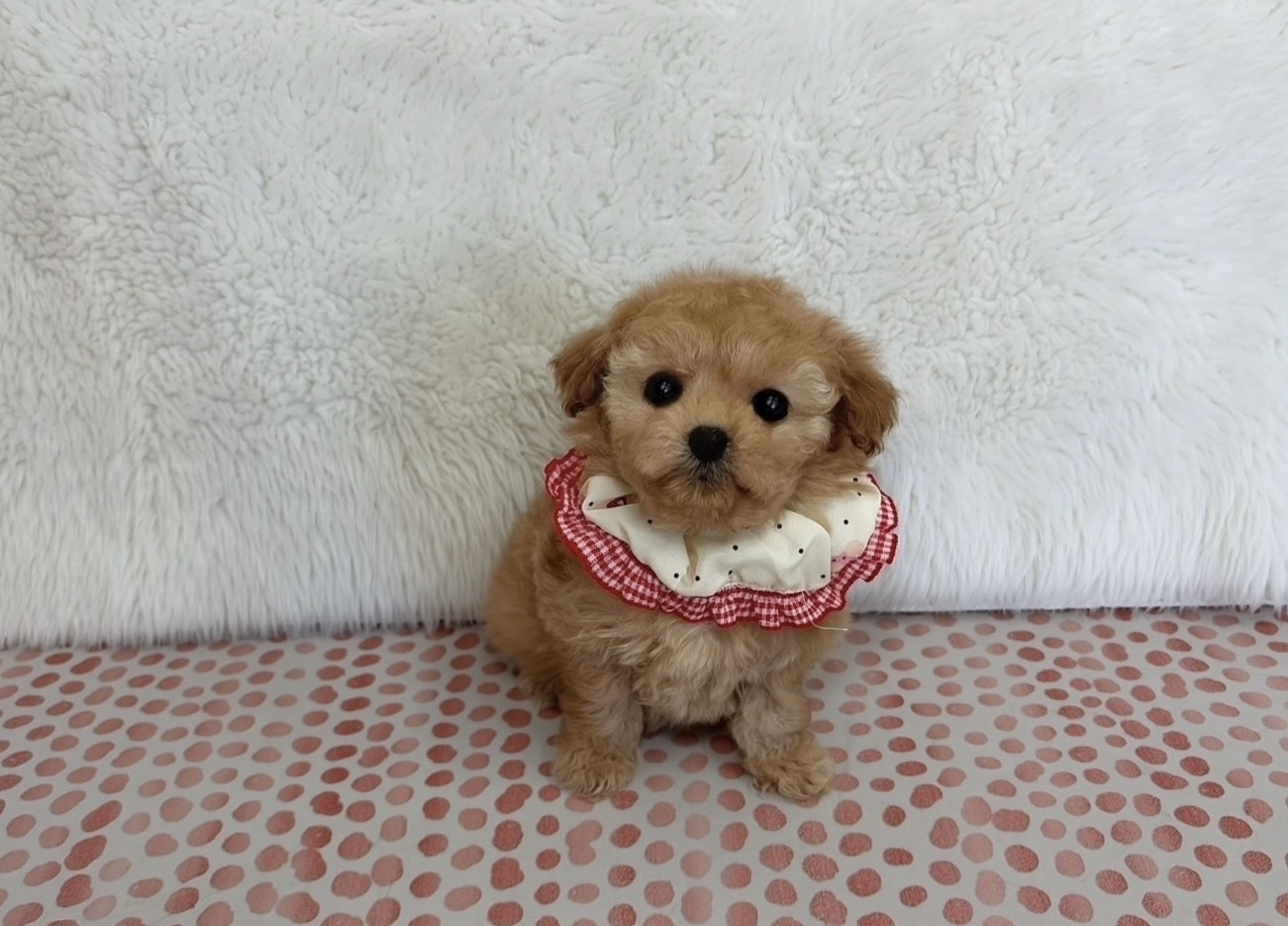 福岡県のトイプードル(ティーカップ) (ぱぴぷぺっと福岡店/2025年10月13日生まれ/女の子/アプリコット)の子犬の3枚目の画像